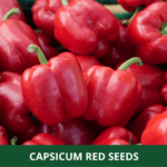 capsisum red (1)