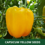 capsisum yellow (1)