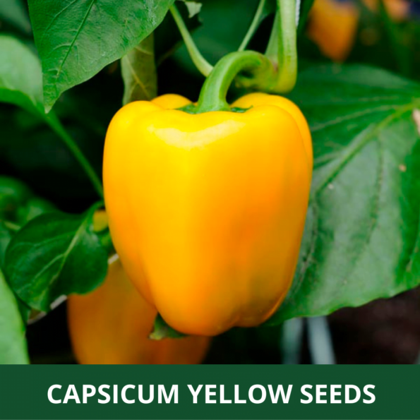 Capsicum Seeds