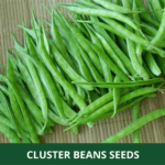 cluster beans (1)