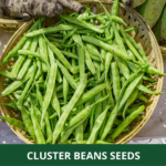 cluster beans (1)
