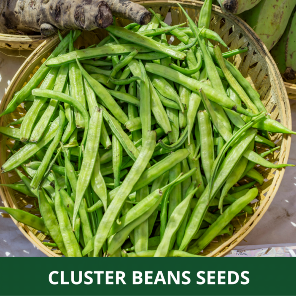 cluster bean