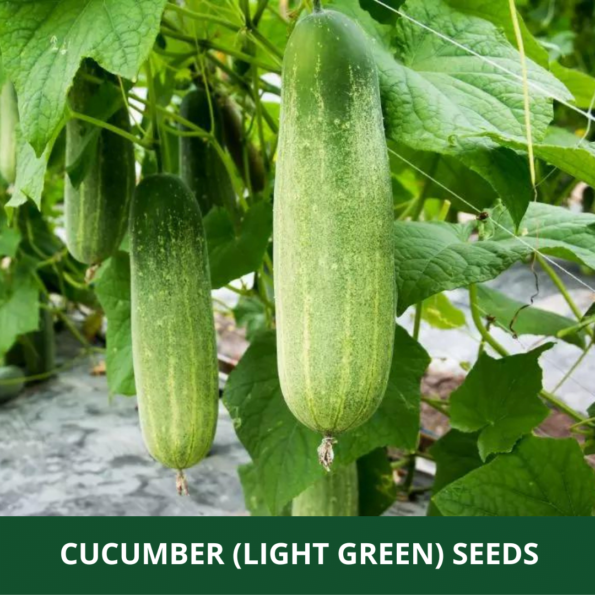 cucumber seeds