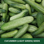cucumber light green (2)
