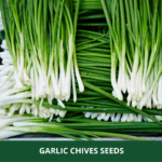 garlic chives (1)