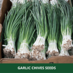garlic chives (1)