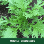 mizuna green (1)