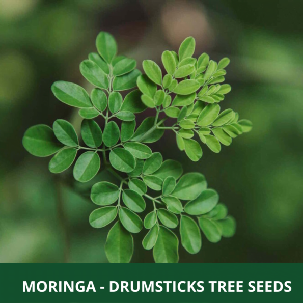 Moringa Drumstick Seeds