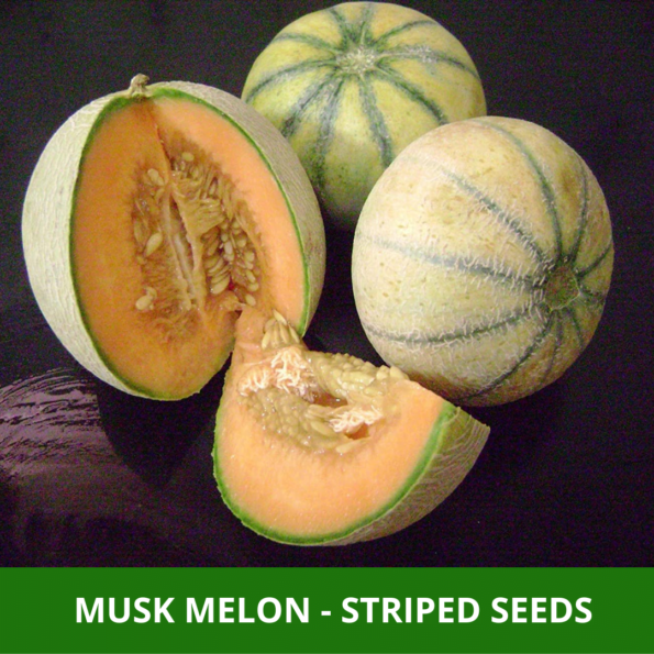 musk melon seeds