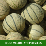 musk melon mithas (1)