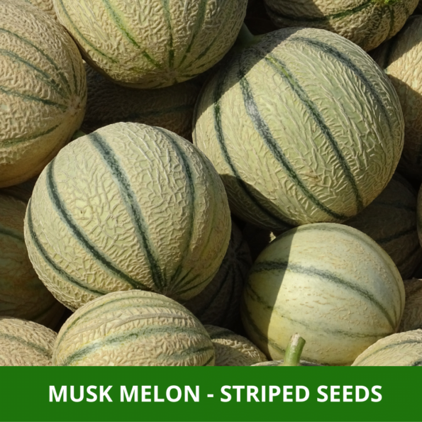 musk melon seeds