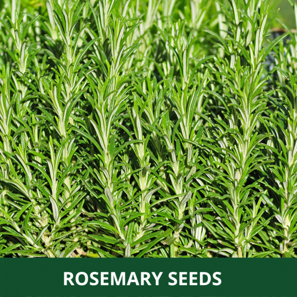 Rosemary Seeds Online