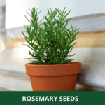 rosemary (1)