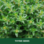 thyme (1)
