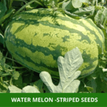 water melon striped (1)