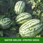 water melon striped (1)