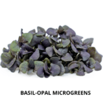 basil opal mg (1)