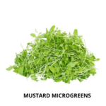 mustard mg (1)