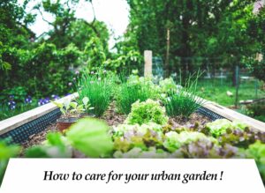 10 Tips for a Successful Vegetable Garden at Home