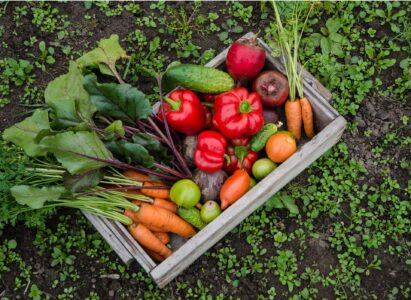 From Seed to Table: Growing Your Own Organic Vegetables with Farmgokart