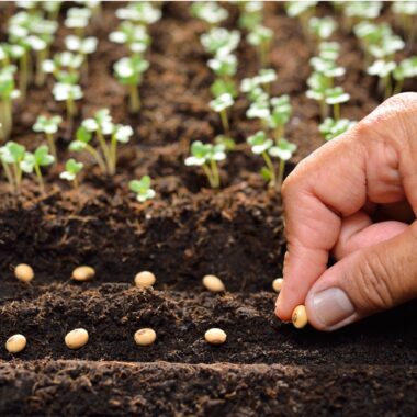 Gardening on a Budget: Maximizing Value with Farmgokart Seeds